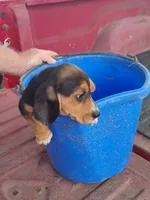 Missy, a female Beagle for sale in Benson, NC – 3 of 3