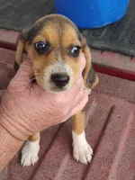 Prissy, a female Beagle for sale in Benson, NC – 3 of 3