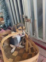 Bentley , a male Beagle for sale in Benson, NC – Photo 2 of 2