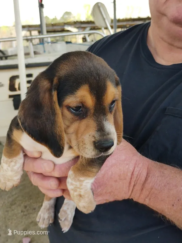 Bentley  – Beagle puppy for sale in Benson, NC