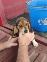 Bubba, a male Beagle for sale in Benson, NC – 2 of 3