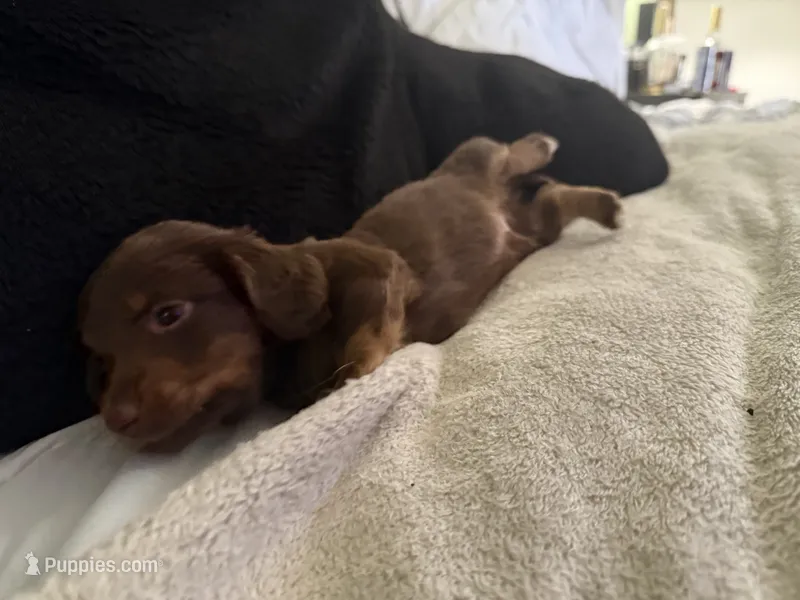 Lucky – Miniature Dachshund puppy for sale in Orlando, FL