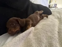 Lucky, a male Miniature Dachshund for sale in Orlando, FL – 1 of 5