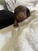 Lucky, a male Miniature Dachshund for sale in Orlando, FL – 2 of 5