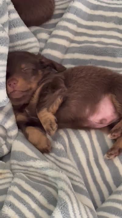 Lucky, a male Miniature Dachshund for sale in Orlando, FL – 5 of 5