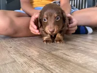 Lucky, a male Miniature Dachshund for sale in Orlando, FL – 3 of 5