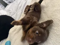 Lucky, a male Miniature Dachshund for sale in Orlando, FL – 4 of 5