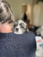 Pandi, a male French Bulldog and Shih Tzu for sale in Frederick, MD – 3 of 3