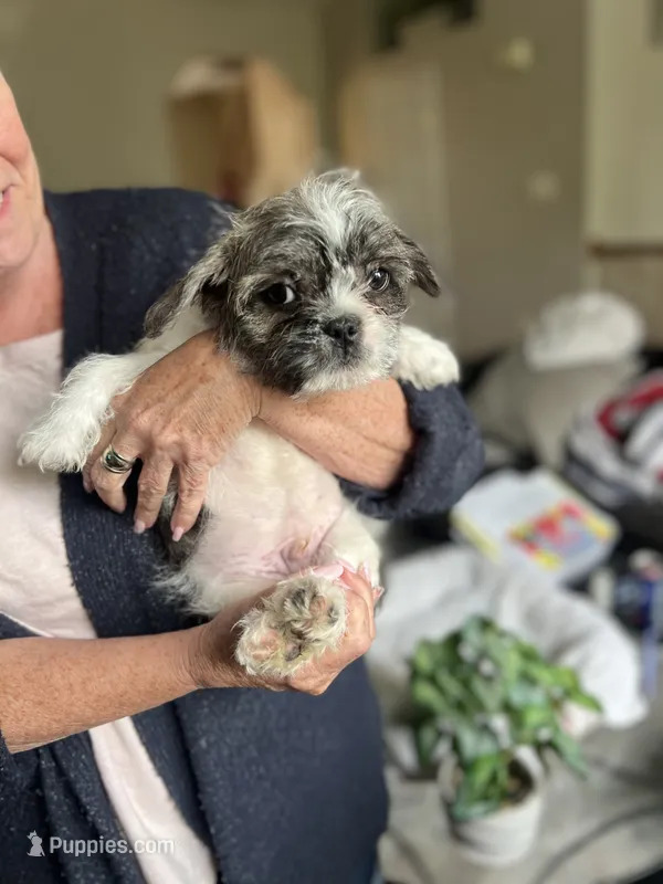 Pandi – French Bulldog, Shih Tzu puppy for sale in Frederick, MD