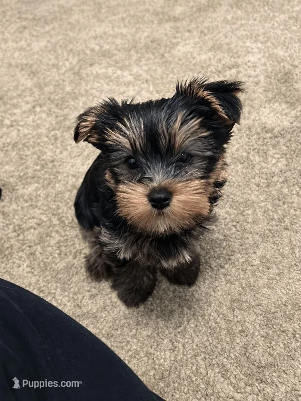 Rash – Yorkshire Terrier puppy for sale in Nashville, TN
