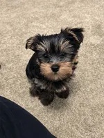 Rash, a male Yorkshire Terrier for sale in Nashville, TN – 1 of 1
