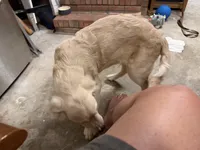 Cooper, a male English Cream Golden Retriever for sale in Jacksonville, NC – 6 of 10