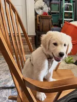 Cooper, a male English Cream Golden Retriever for sale in Jacksonville, NC – 10 of 10