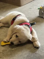 Cooper, a male Golden Retriever and English Cream Golden Retriever for sale in Jacksonville, NC – 2 of 4