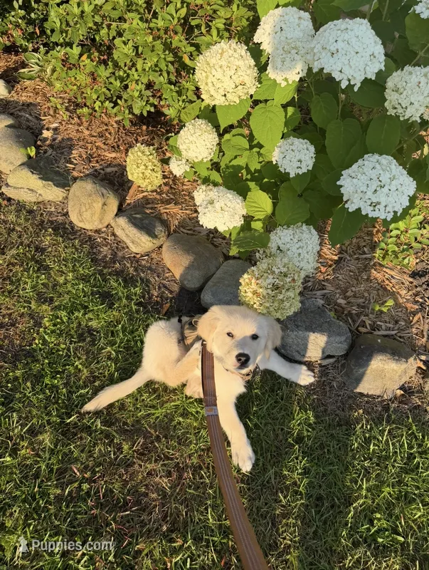 Cooper – English Cream Golden Retriever puppy for sale in Jacksonville, NC