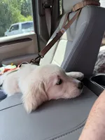 Cooper, a male Golden Retriever and English Cream Golden Retriever for sale in Jacksonville, NC – 4 of 4