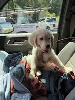 Cooper, a male Golden Retriever and English Cream Golden Retriever for sale in Jacksonville, NC – 3 of 4