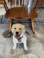 Cooper, a male English Cream Golden Retriever for sale in Jacksonville, NC – 8 of 10