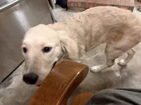 Cooper, a male English Cream Golden Retriever for sale in Jacksonville, NC – 3 of 10