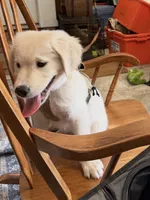 Cooper, a male English Cream Golden Retriever for sale in Jacksonville, NC – 9 of 10