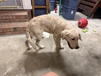 Cooper, a male English Cream Golden Retriever for sale in Jacksonville, NC – 4 of 10