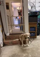 Cooper, a male English Cream Golden Retriever for sale in Jacksonville, NC – 2 of 10