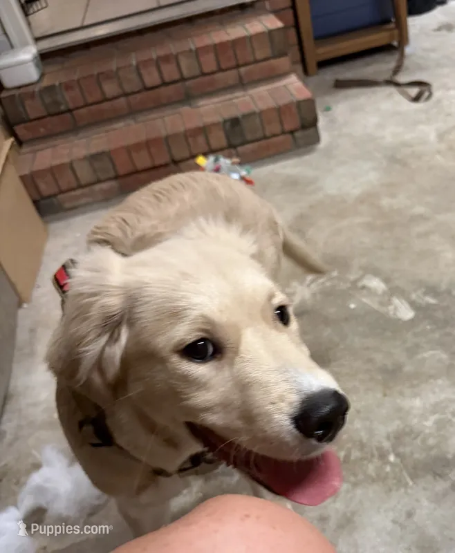 Cooper – Golden Retriever, English Cream Golden Retriever puppy for sale in Jacksonville, NC