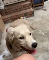 Cooper, a male Golden Retriever and English Cream Golden Retriever for sale in Jacksonville, NC – 1 of 4