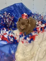 Hershey, a male Pomeranian for sale in Birmingham, AL – 9 of 10