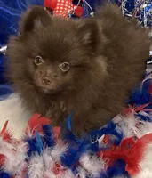 Hershey, a male Pomeranian for sale in Birmingham, AL – 6 of 10