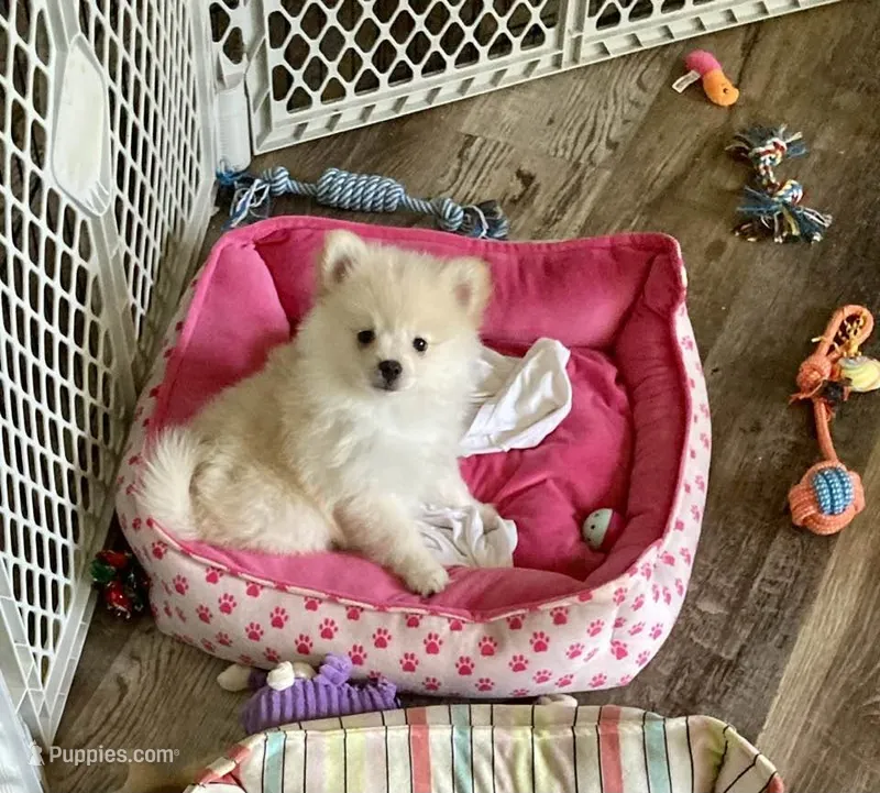 Piper – Pomeranian puppy for sale in Birmingham, AL