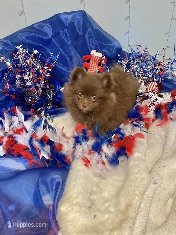 Hershey – Pomeranian puppy for sale in Birmingham, AL