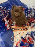 Hershey, a male Pomeranian for sale in Birmingham, AL – 10 of 10
