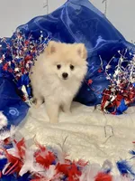 Piper, a male Pomeranian for sale in Birmingham, AL – 6 of 10