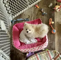 Piper, a male Pomeranian for sale in Birmingham, AL – 3 of 10