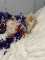 Piper, a male Pomeranian for sale in Birmingham, AL – 5 of 10