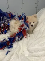 Piper, a male Pomeranian for sale in Birmingham, AL – 2 of 10