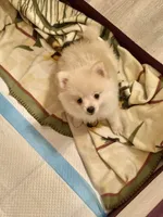 Piper, a male Pomeranian for sale in Birmingham, AL – 8 of 10