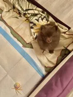 Hershey, a male Pomeranian for sale in Birmingham, AL – 4 of 10