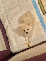 Piper, a male Pomeranian for sale in Birmingham, AL – 9 of 10