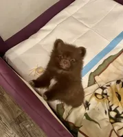 Hershey, a male Pomeranian for sale in Birmingham, AL – 3 of 10