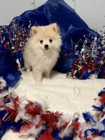 Piper, a male Pomeranian for sale in Birmingham, AL – 4 of 10