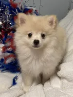 Piper, a male Pomeranian for sale in Birmingham, AL – 10 of 10