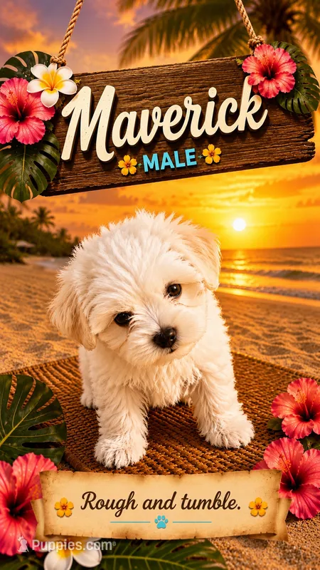 Maverick – Maltipoo puppy on hold in Las Vegas, NV