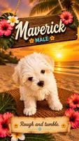 Maverick, a male Maltipoo for sale in Las Vegas, NV – 1 of 2