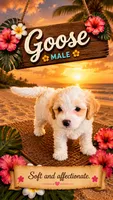 Goose, a male Maltipoo for sale in Las Vegas, NV – 1 of 2