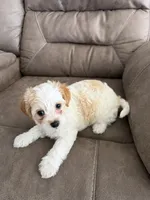 Charlie, a female Maltipoo for sale in Las Vegas, NV – 2 of 2