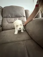 Maverick, a male Maltipoo for sale in Las Vegas, NV – 2 of 2