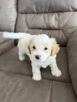 Goose, a male Maltipoo for sale in Las Vegas, NV – 2 of 2