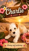 Charlie, a female Maltipoo for sale in Las Vegas, NV – 1 of 2